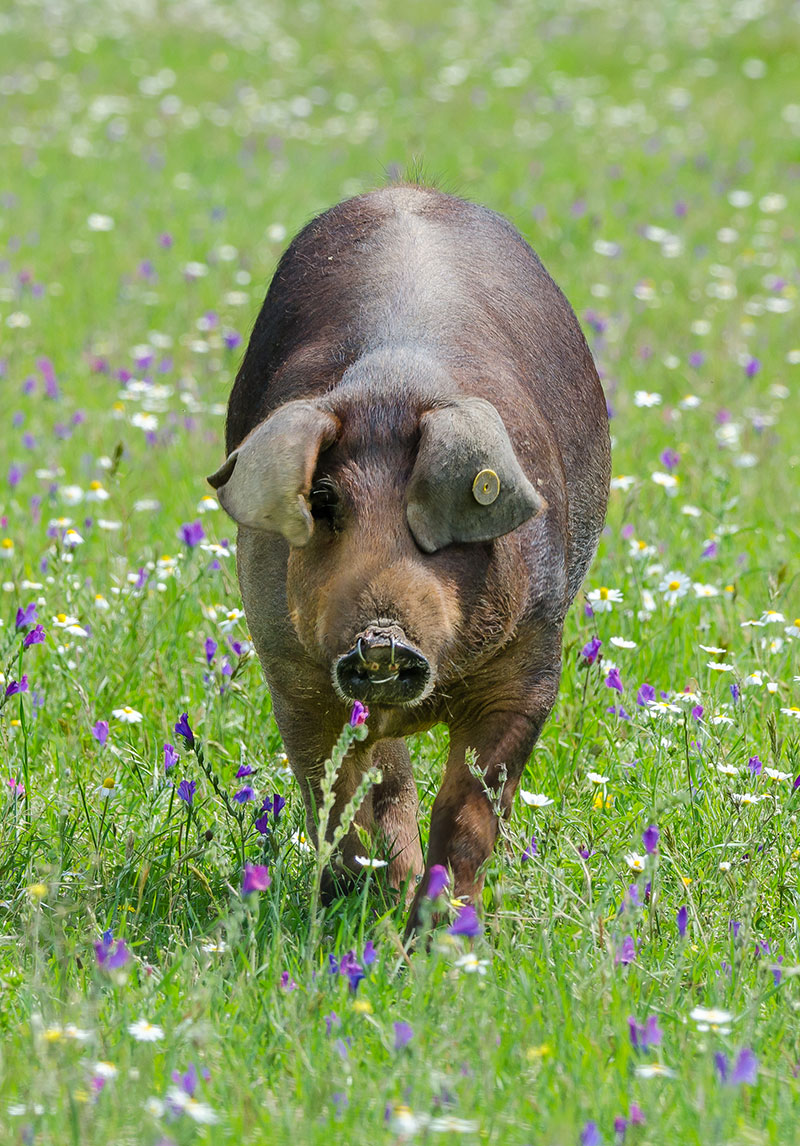 cochon-iberique